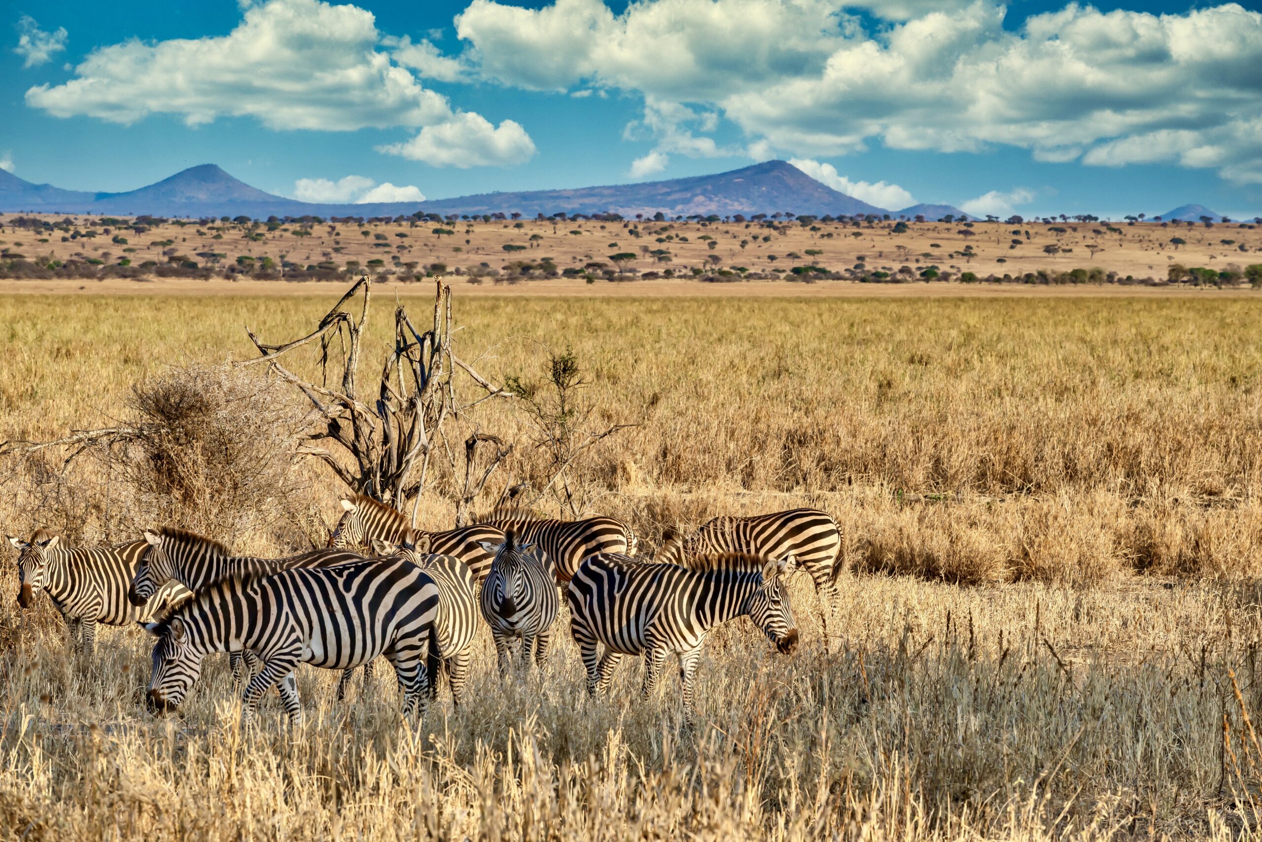 A field covered in greenery surrounded by zebras under the sunlight and a blue sky